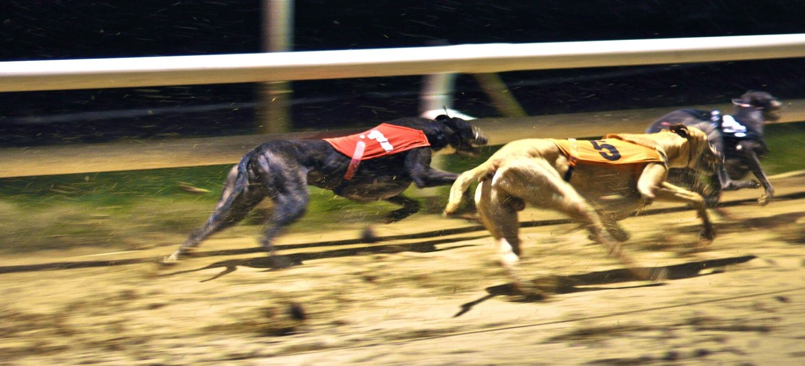 Greyhounds coming off the bend on a floodlit racing track